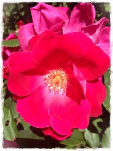 Red Flower